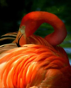 Diamond mosaic "JO" /GB71003/ "Flamingo" roll, 30*40cm
