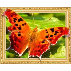 Алмазна мозаїка "JO" /0491ELT/ "Метелик"  на підрамнику 40*50см